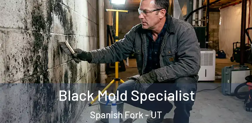  Black Mold Specialist Spanish Fork - UT