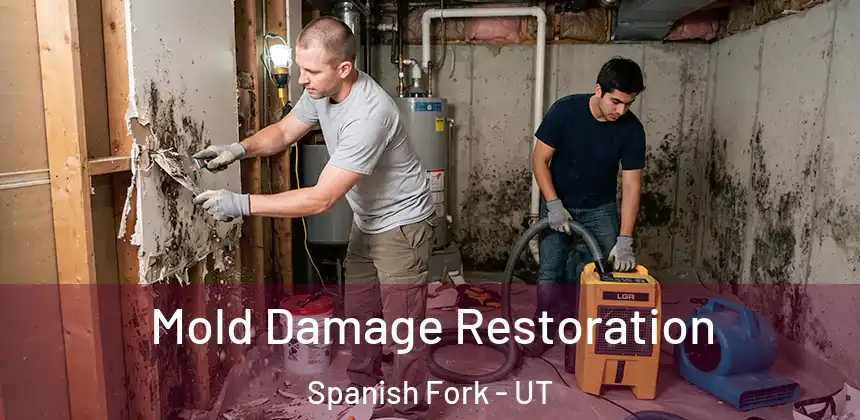  Mold Damage Restoration Spanish Fork - UT